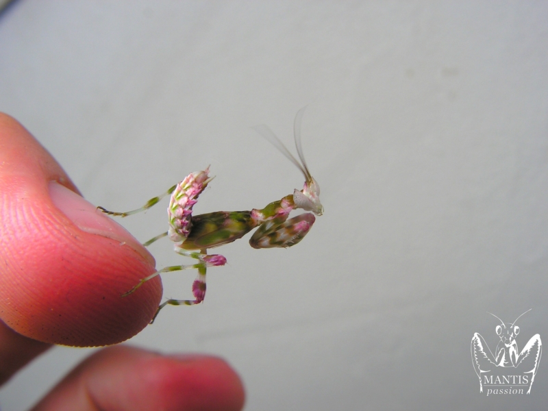 harpagomantis tricolor 30