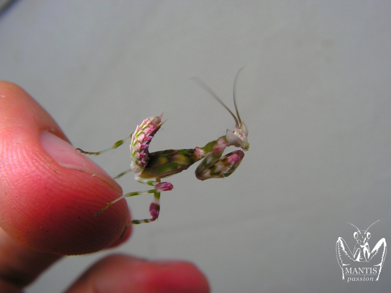harpagomantis tricolor 31