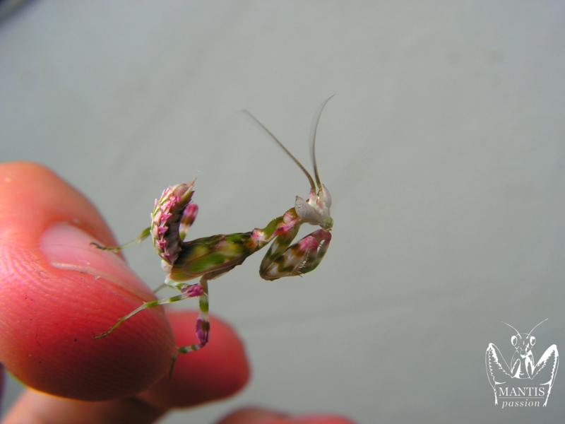 harpagomantis tricolor 33