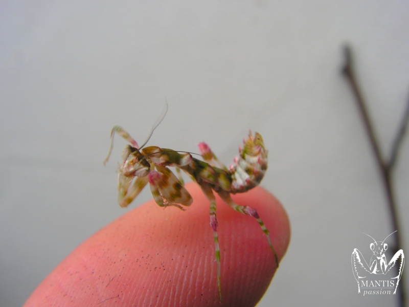 harpagomantis tricolor 34