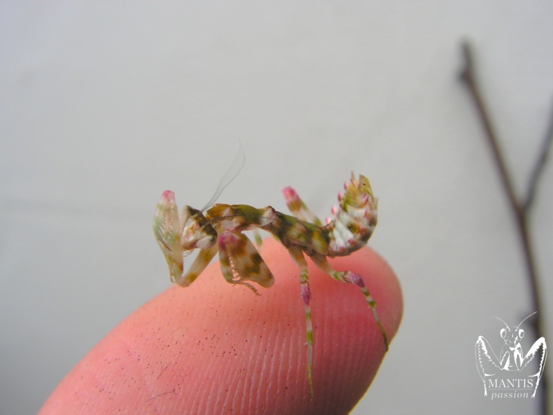 harpagomantis tricolor 35