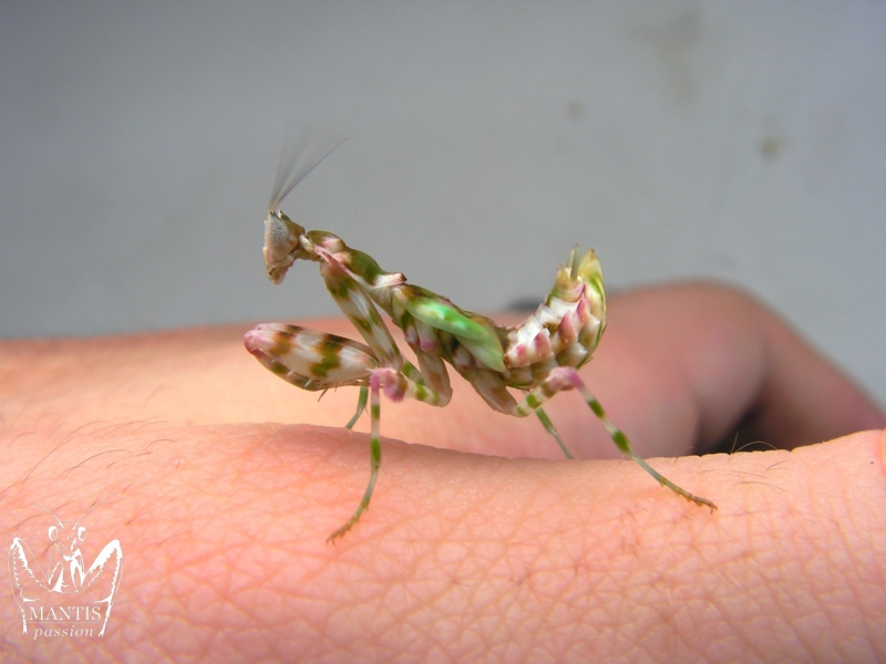harpagomantis tricolor 37