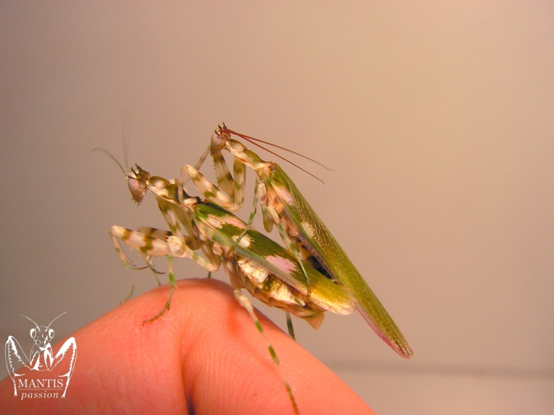 harpagomantis tricolor 42