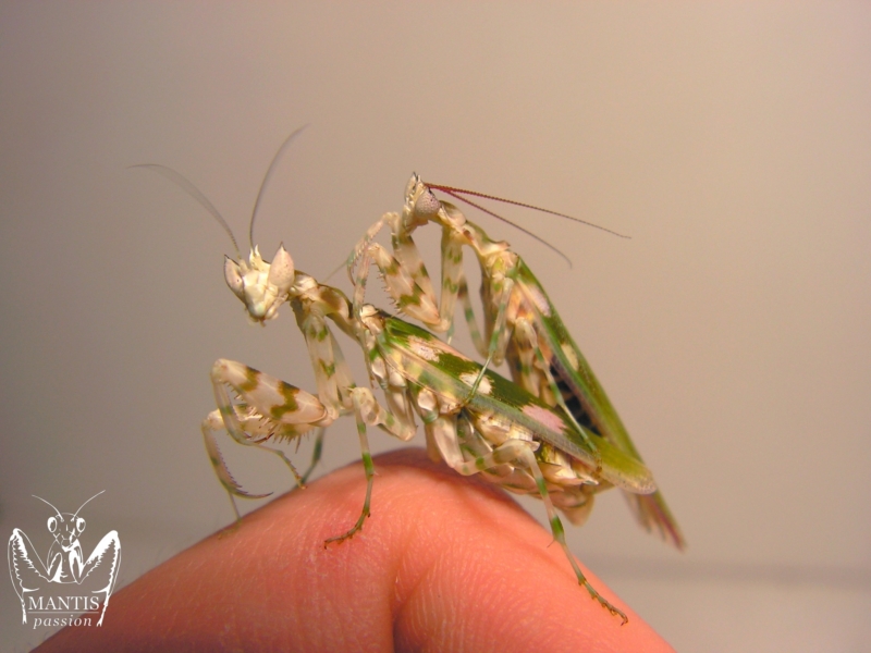 harpagomantis tricolor 43