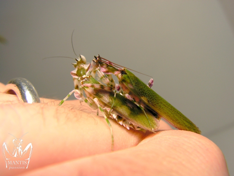 harpagomantis tricolor 45