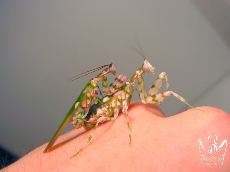 harpagomantis tricolor 47