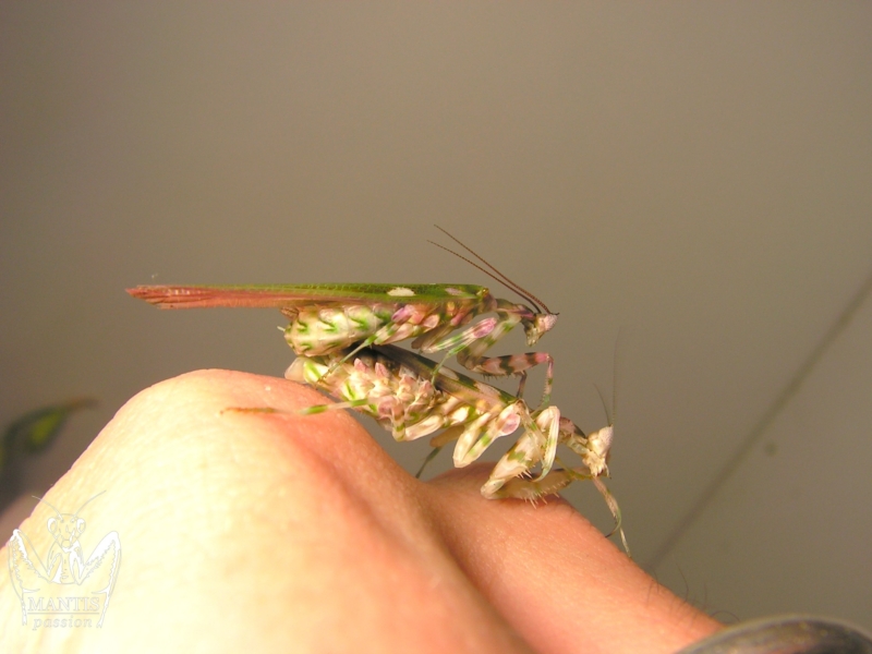 harpagomantis tricolor 48