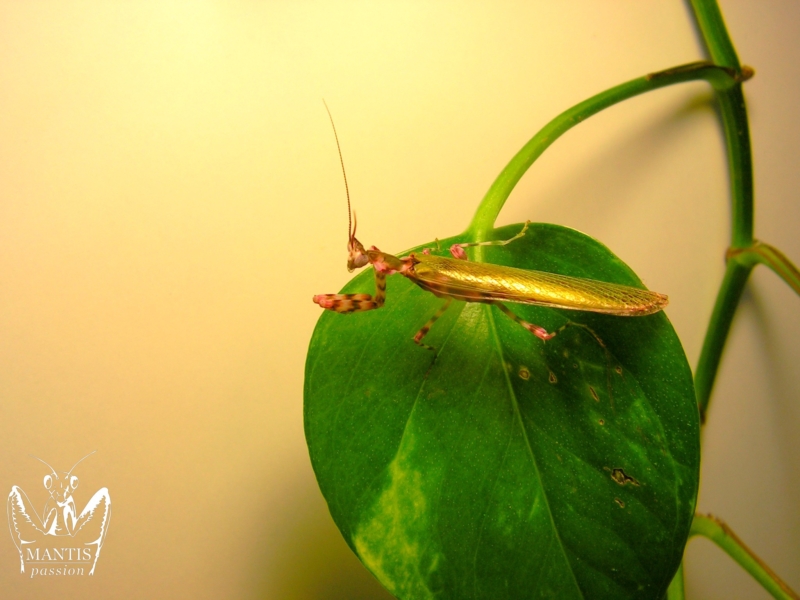 harpagomantis tricolor 49