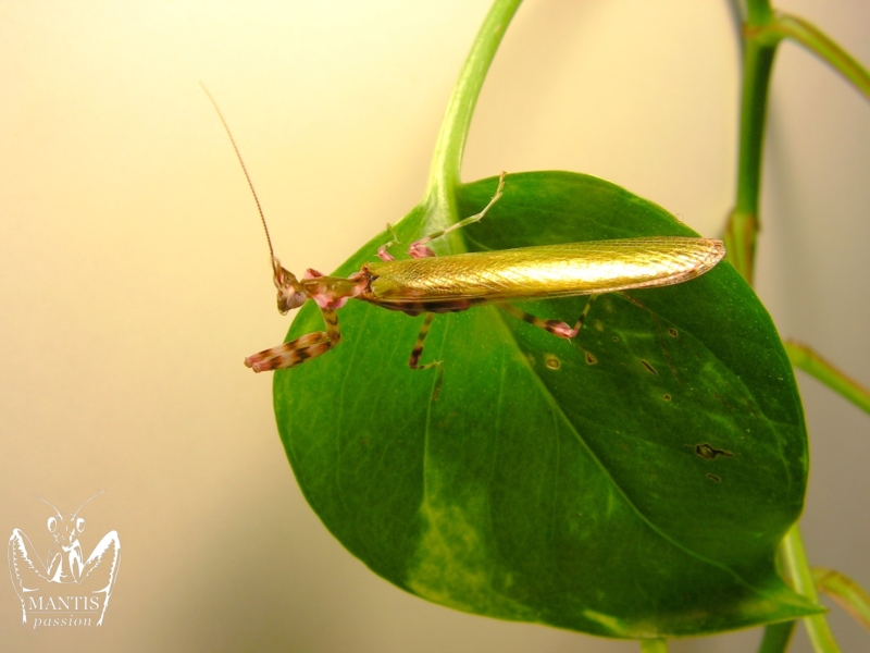 harpagomantis tricolor 50