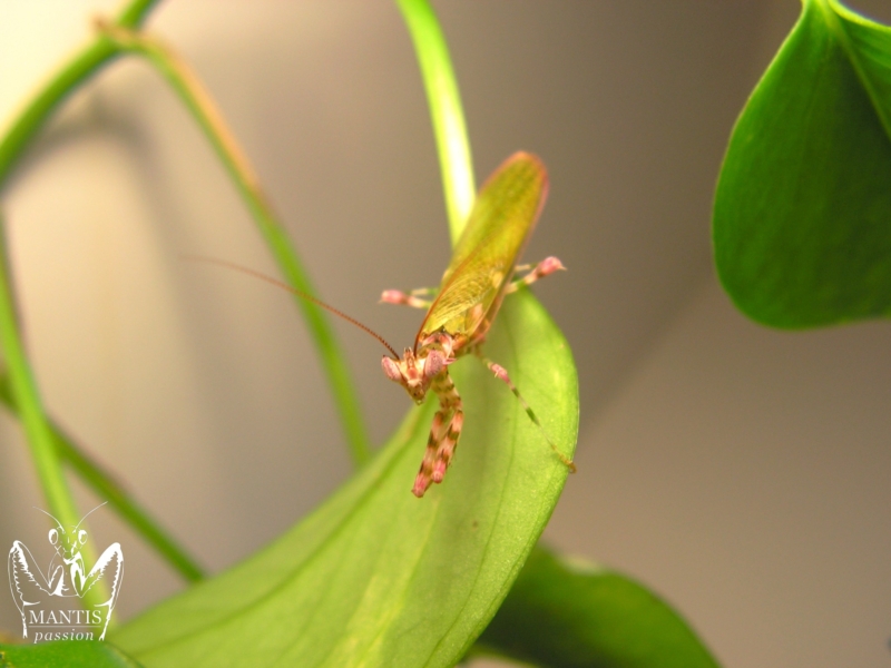 harpagomantis tricolor 51