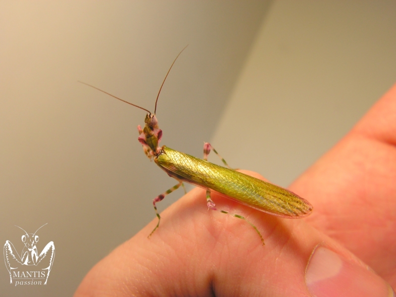 harpagomantis tricolor 53
