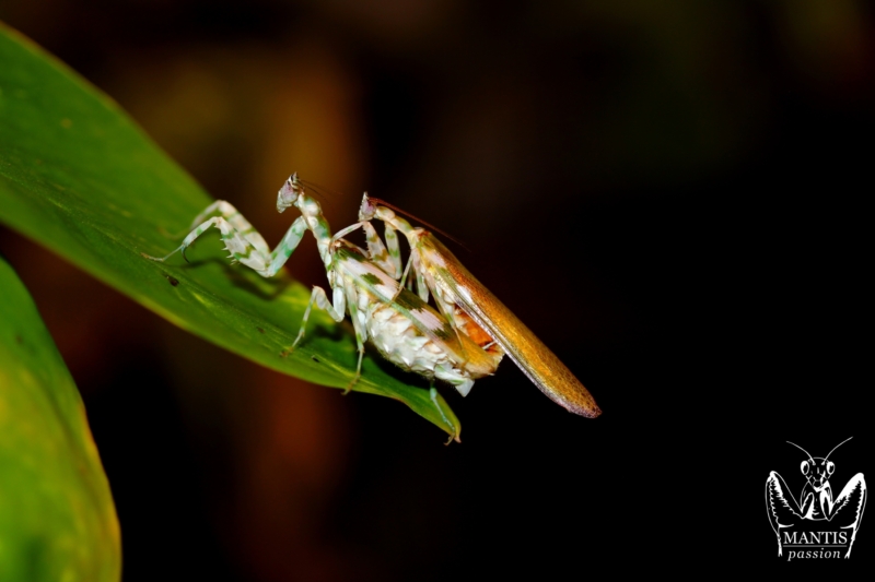 harpagomantis tricolor 58