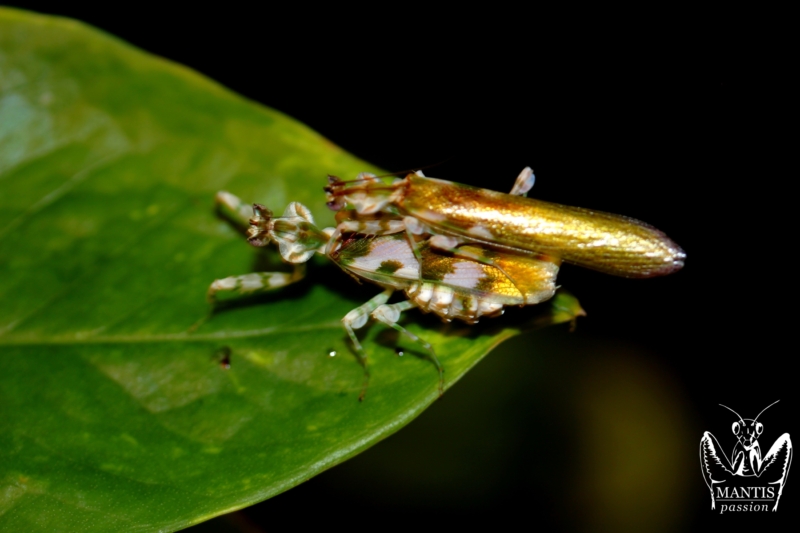 harpagomantis tricolor 59