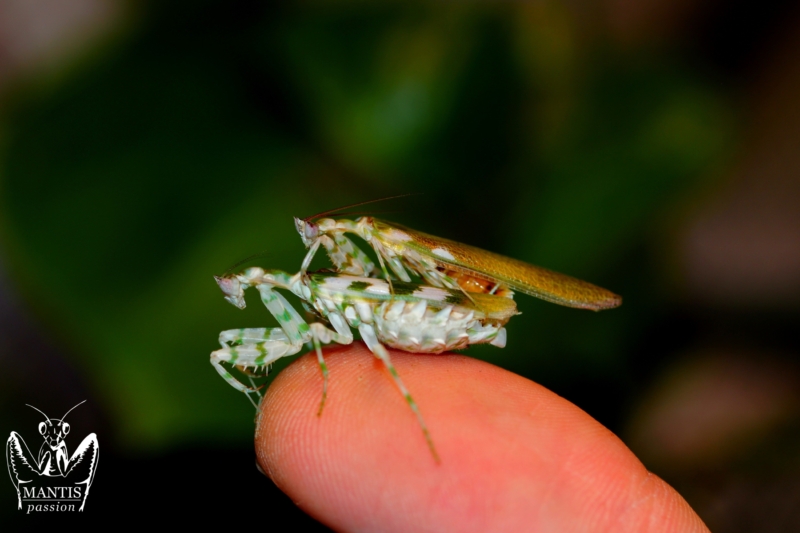harpagomantis tricolor 60