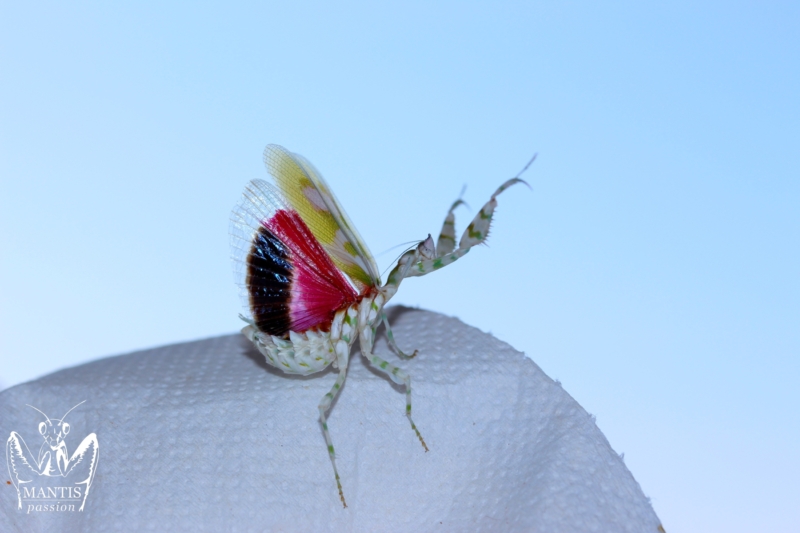 harpagomantis tricolor 63