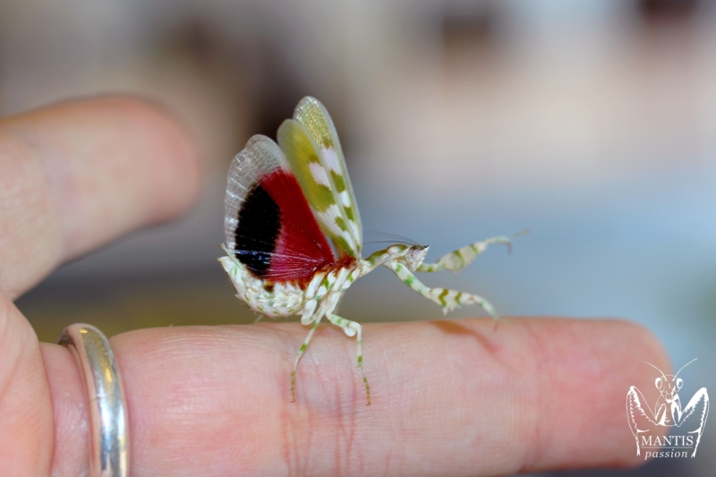 harpagomantis tricolor 64