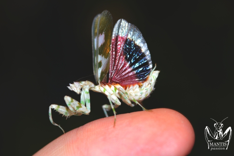 harpagomantis tricolor 65