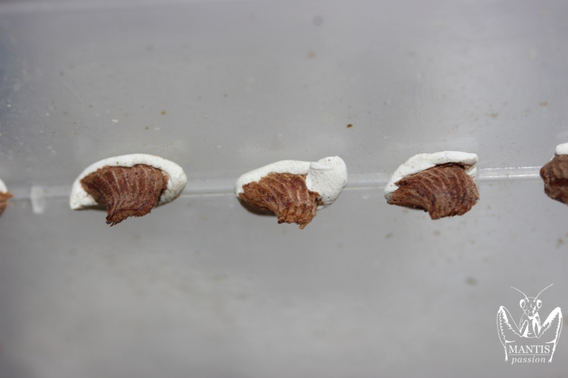 harpagomantis tricolor 66