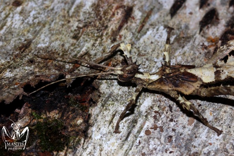 heteropteryx-dilatata (5)