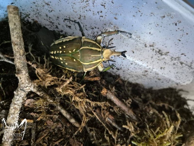 mecynorrhina-polyphemus-confluens-1