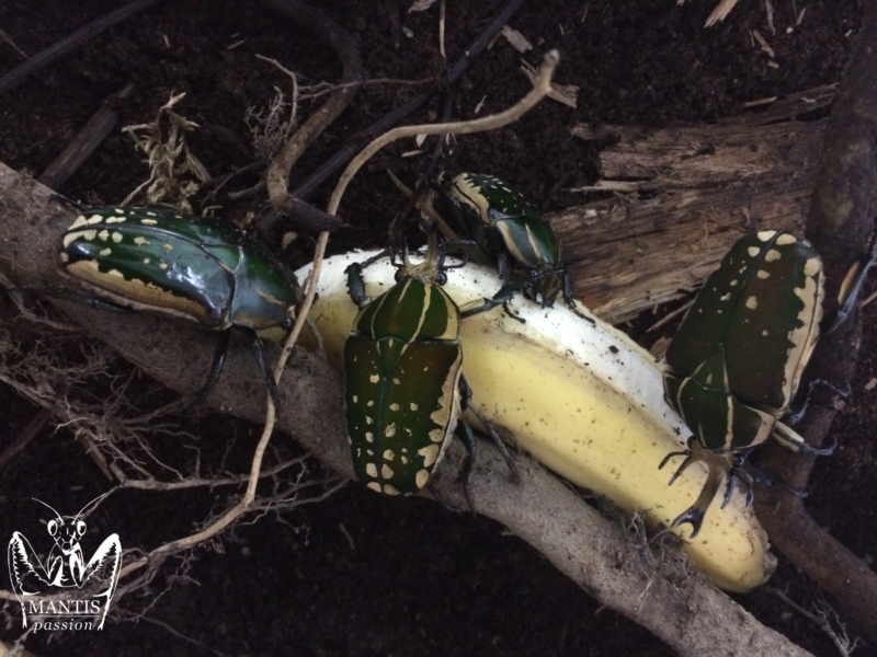 mecynorrhina-polyphemus-confluens-2