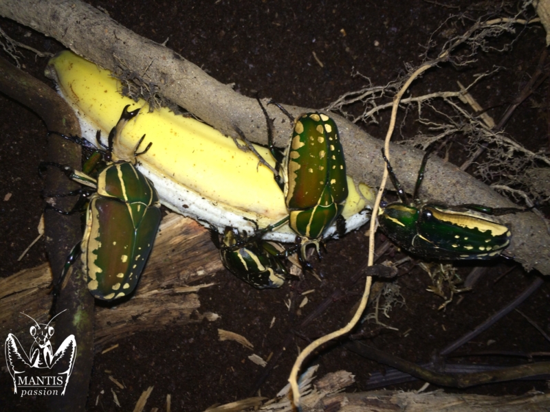 mecynorrhina-polyphemus-confluens-3
