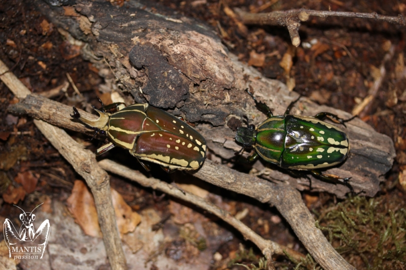 mecynorrhina-polyphemus-confluens-4