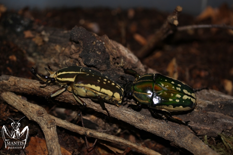 mecynorrhina-polyphemus-confluens-5