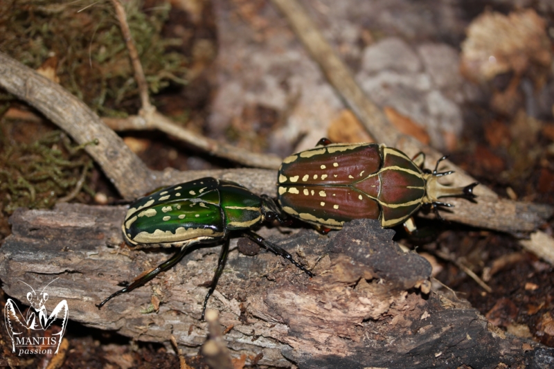 Mecynorrhina polyphemus confluens