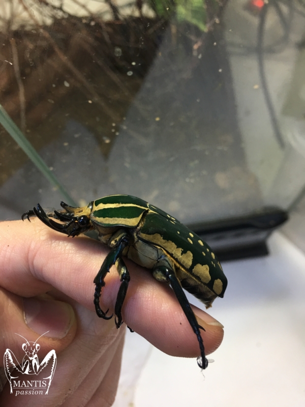 mecynorrhina-polyphemus-confluens-7