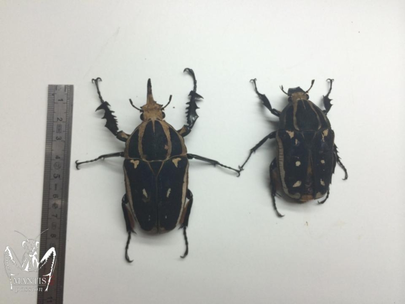 mecynorrhina-torquata-ugandensis-blue-1