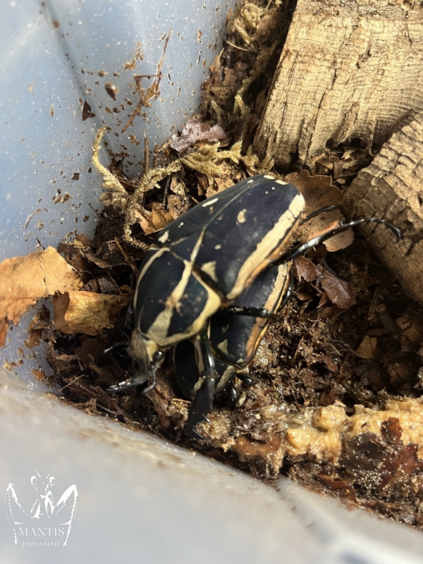 mecynorrhina-torquata-ugandensis-blue-2