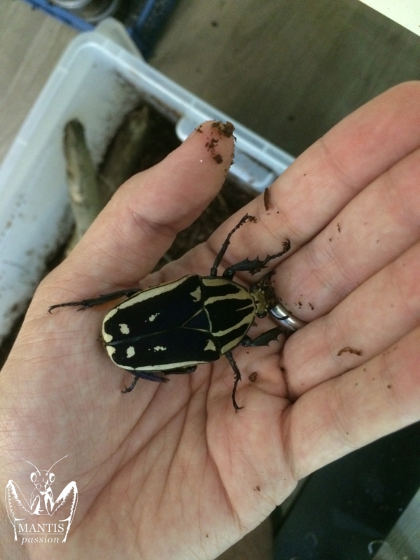 mecynorrhina-torquata-ugandensis-blue-2