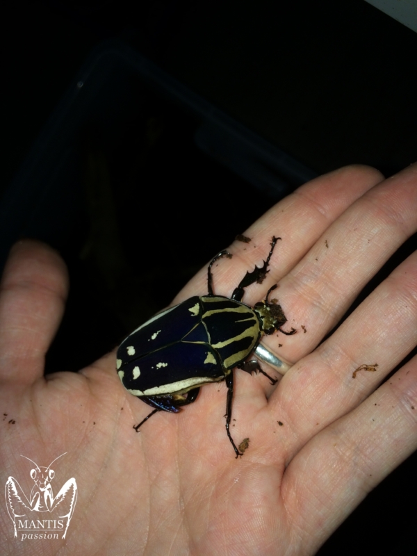 mecynorrhina-torquata-ugandensis-blue-4