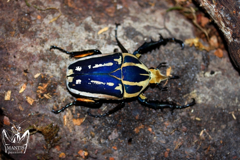 Mecynorrhina torquata ugandensis Bleu