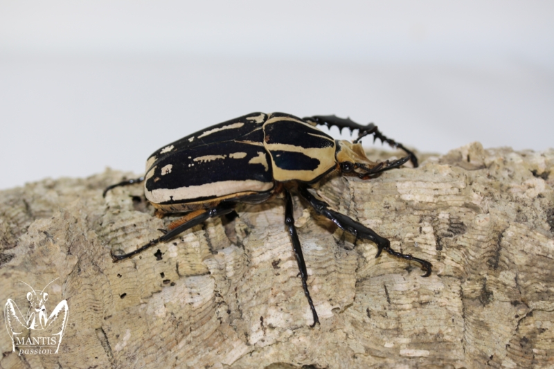mecynorrhina-torquata-ugandensis-blue-7