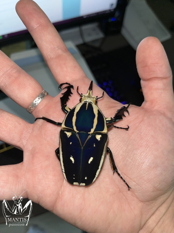 mecynorrhina-torquata-ugandensis-blue-8