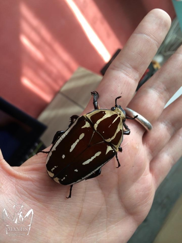Mecynorrhina torquata ugandensis Brun