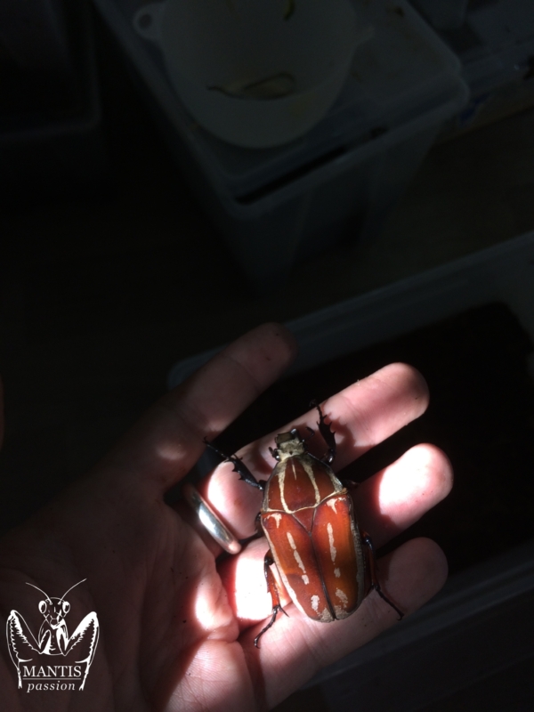 mecynorrhina-torquata-ugandensis-brown-2