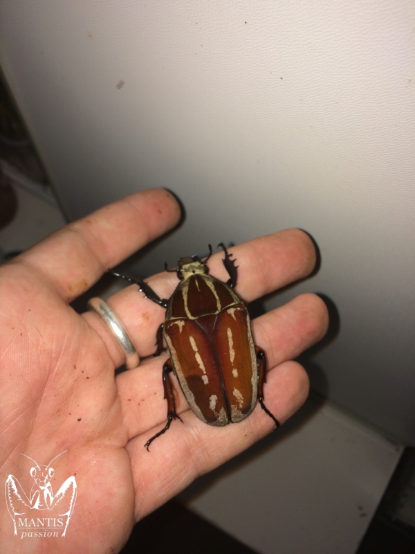 mecynorrhina-torquata-ugandensis-brown-3