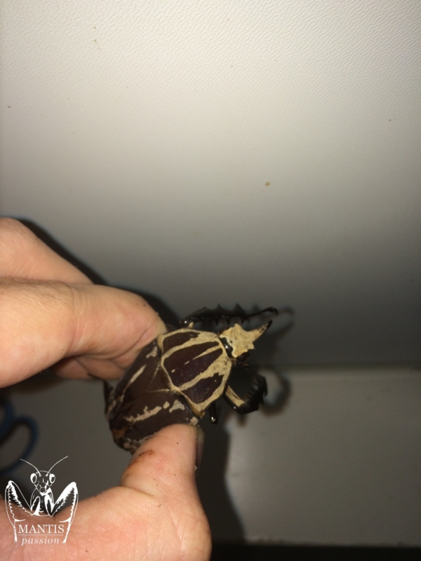 mecynorrhina-torquata-ugandensis-brown-4