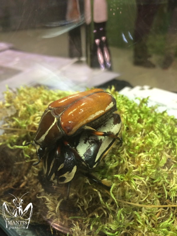 mecynorrhina-torquata-ugandensis-brown-5