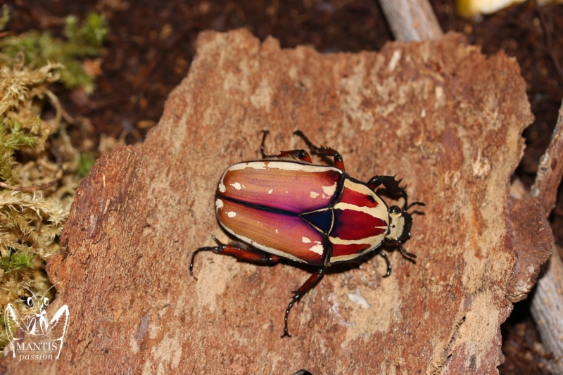 mecynorrhina-torquata-ugandensis-flamme-1