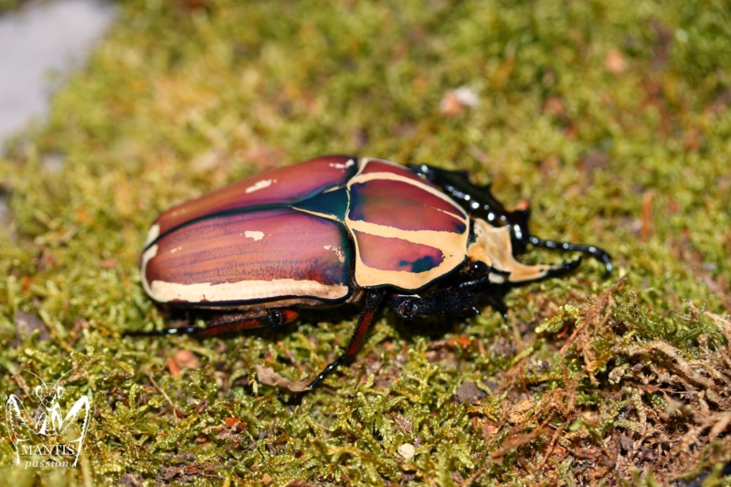 mecynorrhina-torquata-ugandensis-flamme-10