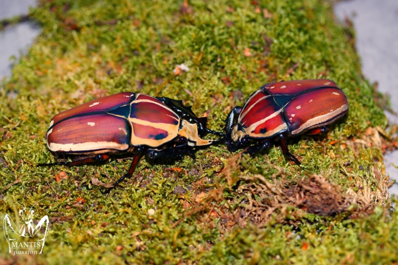 mecynorrhina-torquata-ugandensis-flamme-11