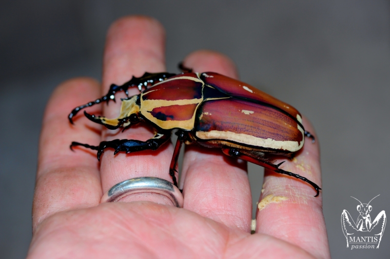 Mecynorrhina torquata ugandensis Flamme