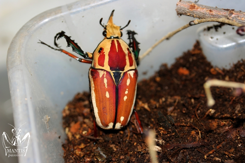 mecynorrhina-torquata-ugandensis-flamme-3
