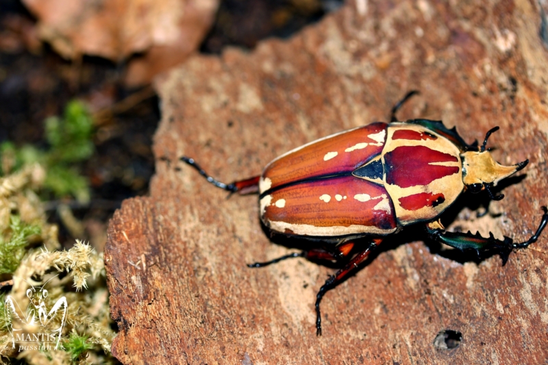 mecynorrhina-torquata-ugandensis-flamme-4