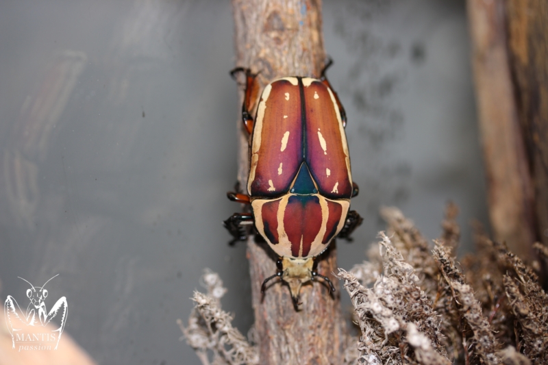 mecynorrhina-torquata-ugandensis-flamme-5