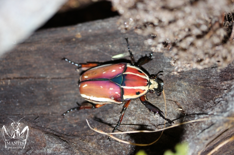 mecynorrhina-torquata-ugandensis-flamme-6